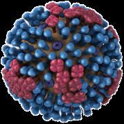 601 casos greus confirmats a Catalunya amb infecció per virus de la grip, la majoria en persones no vacunades 601 casos greus