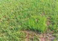 La sustancia activa Penoxsulam ofrece un excelente control sobre Echinochloa y malas hierbas de hoja ancha como Alisma spp o Amania coccinea. Además es activo contra ciperáceas.