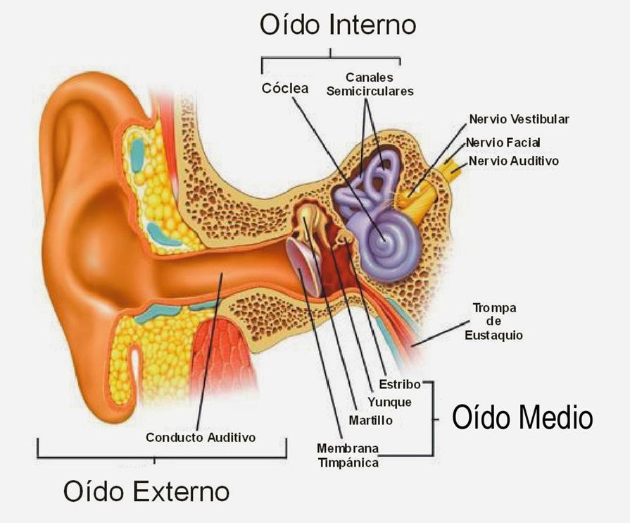 SISTEMA VESTIBULAR PERIFÉRICO El oído comprende tres partes, el oído externo (pabellón y conducto auditivo externo), el oído medio que está separado del externo por el