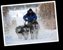 Los huskies bien entrenados pueden tirar de hasta siete veces su propio peso! Durante el recorrido llegaremos a cruzar la famosa línea del Círculo Polar Ártico.