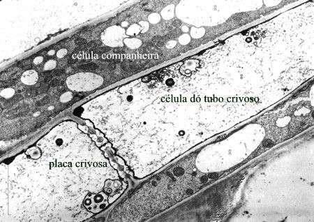 Calosa en áreas y placas cribosas La calosa se sintetiza en la membrana y se deposita sobre y alrededor del poro desde la formación de la pared celular.