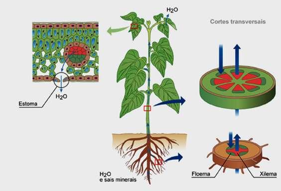 Tejidos vasculares Característicos de las plantas superiores Constituyen un sistema distribuido a lo largo de la planta, a través del cual discurre agua, iones, hormonas y productos de la