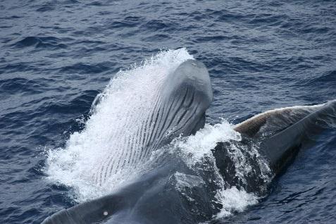 El uso sostenible de un número determinado de ballenas basado en fundamentos científicos reviste importancia en términos del