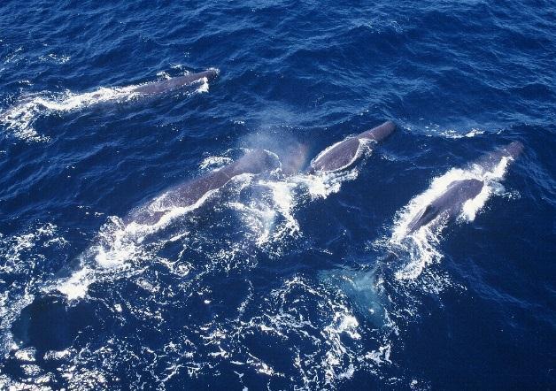 Investigación de ballenas de Japón en el Pacífico noroeste JARPN (1994-1999) Programa Japonés de Investigación de Ballenas bajo Permiso Especial en el Pacífico Noroeste (JARPN) Durante los debates de