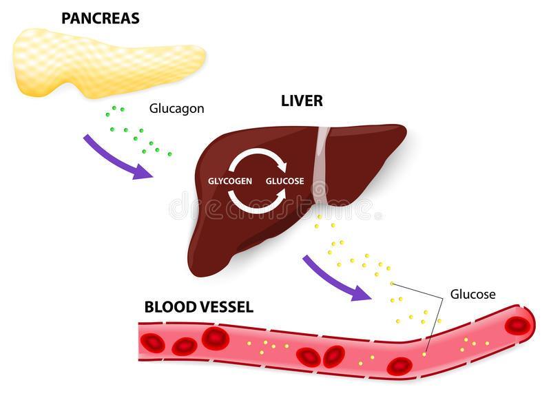 El Glucagón La función del Glucagón estimular la hidrólisis del Glucogeno almacenado en el Hígado.
