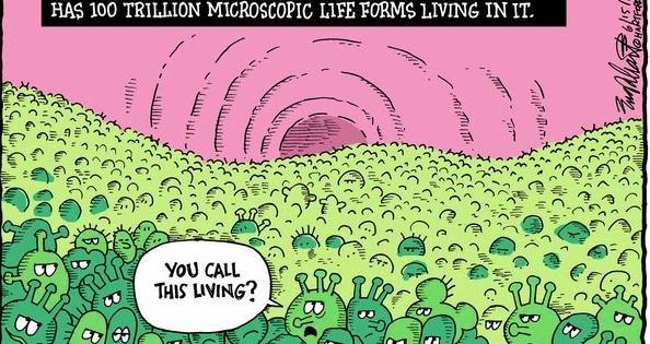 Microorganismos presentes en la MI Bacterias 90% (Firmicutes, Bateroidetes y Actinobacterias)