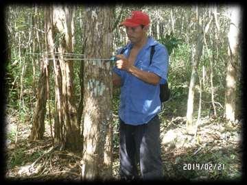EJIDO TIXCACAL GUARDIA Municipio de Felipe Carrillo Puerto, Quintana Roo DOCUMENTO TÉCNICO UNIFICADO para el aprovechamiento de los recursos forestales maderables en 2,200-00-00 hectáreas del ejido
