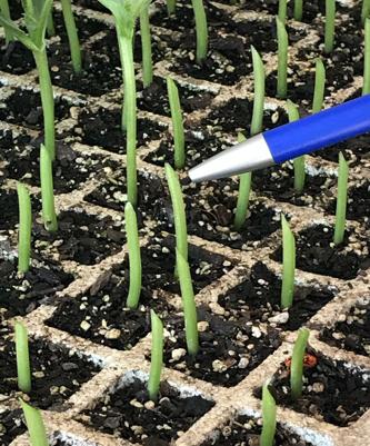 Manejo del Injerto 2,5 cm de altura, El punto de injerto será aprox. 2,5 cm de altura (unos 2 dedos). Si las plantas son para plantar en suelo, el punto de injerto debe ser más alto.