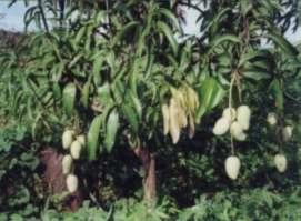 OBJETIVOS Diagnosticar el estado nutricional de mango establecido en dos zonas agroecológicas bajo manejo convencional y