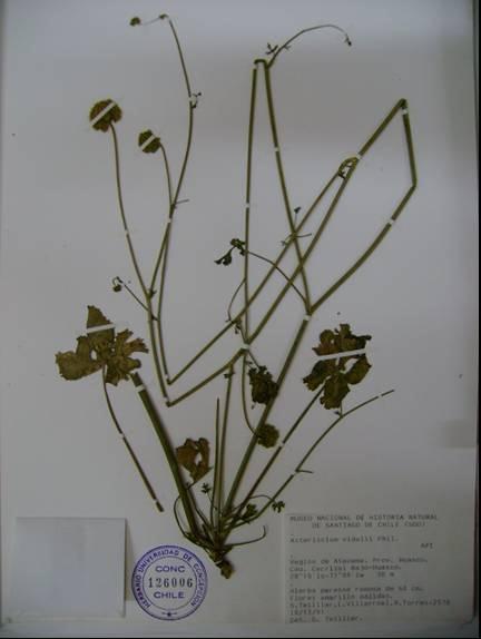 Imágenes Asteriscium vidalii Phil.