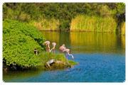 Santa Isla Floreana Cruz AM: Punta Cormorant DIA DIA 1: Viernes 4: Jueves Continente Crucero Galápagos PM: Bahía Post Office Este sitio ofrece probablemente la mejor laguna de flamingos en las