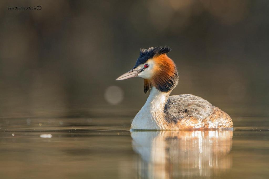 Medio Natural Censos de aves acuáticas nidificantes en la Comunidad Autónoma del País