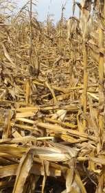 planteándose un escenario favorable para el cultivo de trigo.