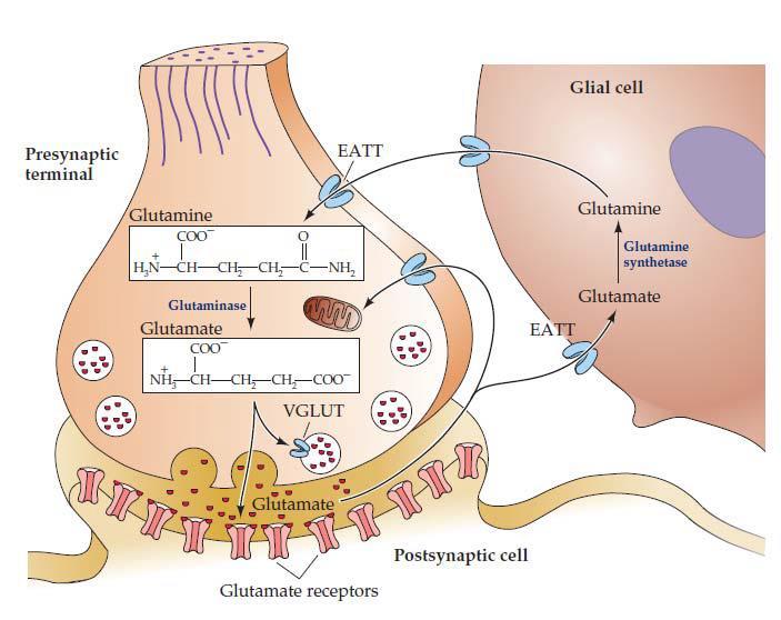 Glutamato Glutaminasa transforma la Glutamina en Glutamato a nivel de la terminal presináptica. El Glutamato es transportado hacia la vesícula.
