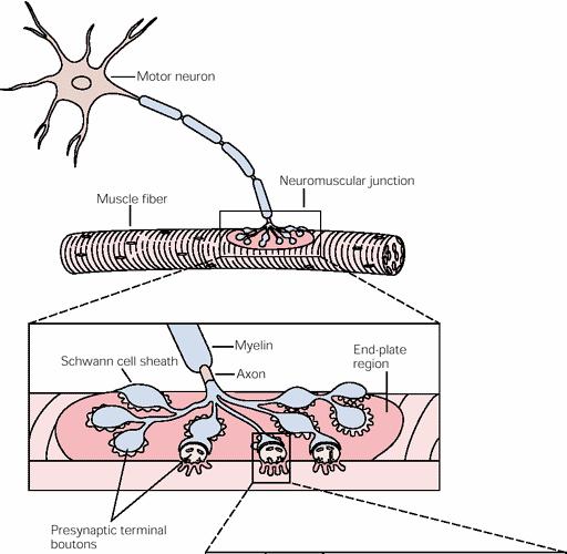 Receptores Nicotínicos: Sinapsis Neuromuscular Se da entre la