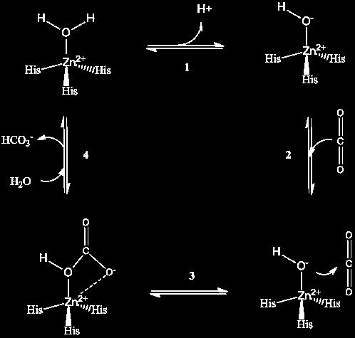 Anhidrasa carbónica (1940) Zn coordinado a histidinas (buenos aceptores, hacen al Zn 2+ un mejor ácido de