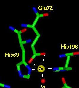 Glu 270 His 196 His 69 O Zn actúa como ácido de Lewis; el 4 ligante es agua, que es muy lábil y se intercambia con el sustrato.