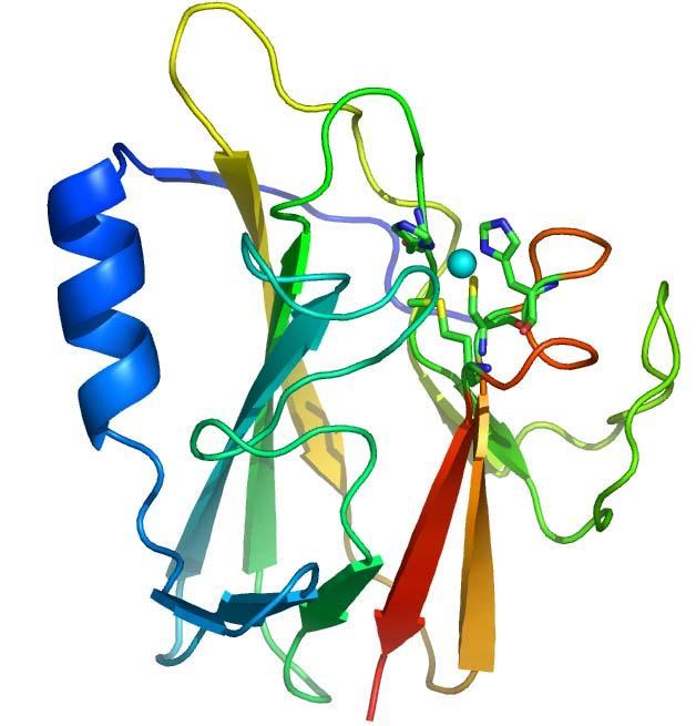 Tipo I: Proteínas azules de cobre Un solo cobre unido a dos histidinas, (N) una cisteína (S) formando un triángulo y algún otro ligante apical, a menudo