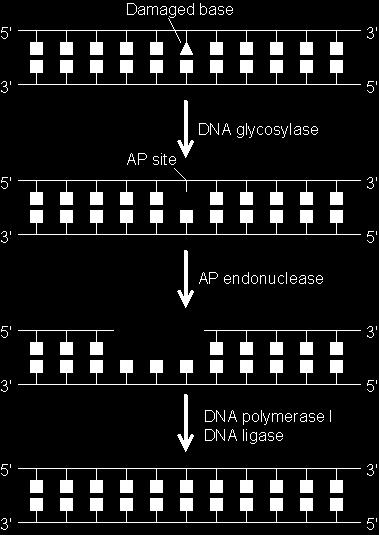 Reparación por escisión de base (BER) DNA glicosilasas crean un sitio AP (sin