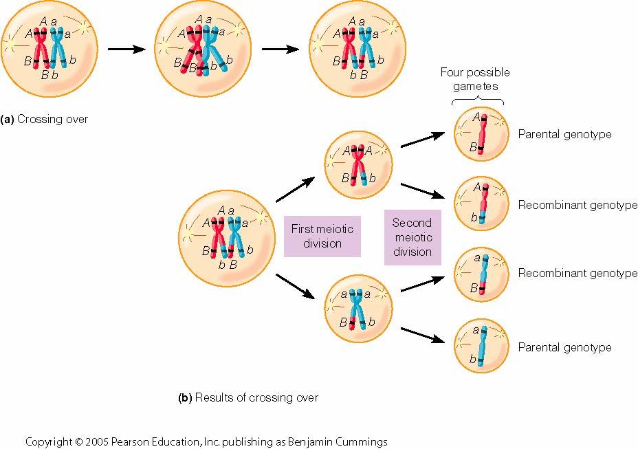 Recombinación homóloga en Meiosis Profase I: recombinación Genotipo Parental