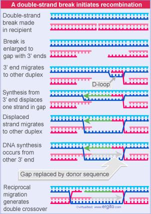 Mecanismo II de Recombinación homóloga 1. Corte endonucleolítico en las dos cadenas de DNA 2. Generación de DNA de cadena sencilla 3.