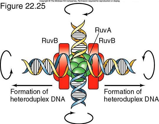 Reparación de DNA por recombinación en bacteria RuvABC resuelve las uniones Holliday Ruv A se une a las cuatro hebras del intermediario de Holliday Ruv B es hexámero con