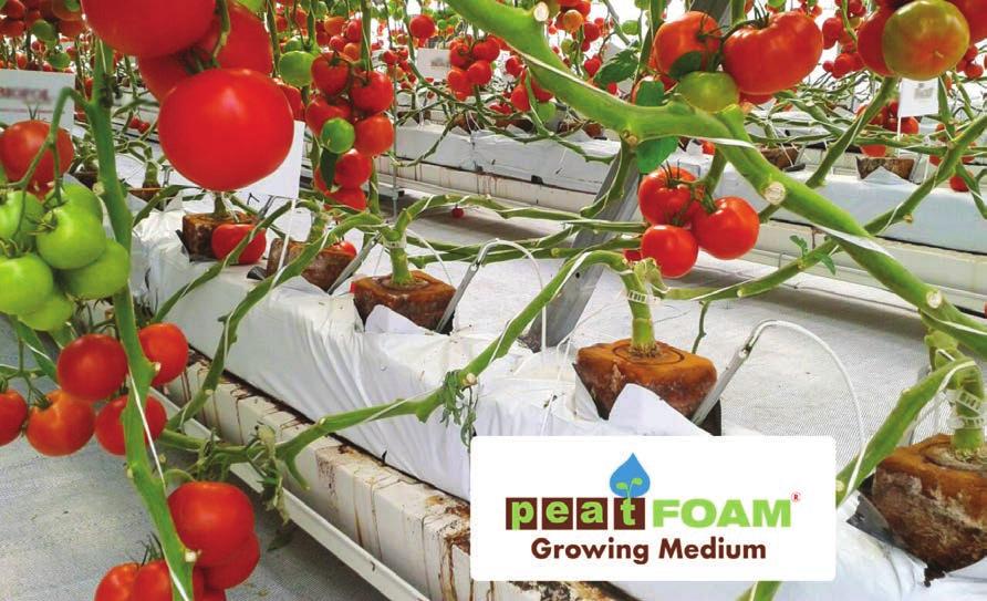 FORMA DE USO Para una excelente propagación de plantas de tomate en Peatfoam se siguen los siguientes pasos: 1. Hidrate muy bien la espuma.