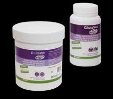Salud digestiva GlutaVet Protección de la pared intestinal y la masa muscular Glutavet aporta un precursor de la Glutamina,