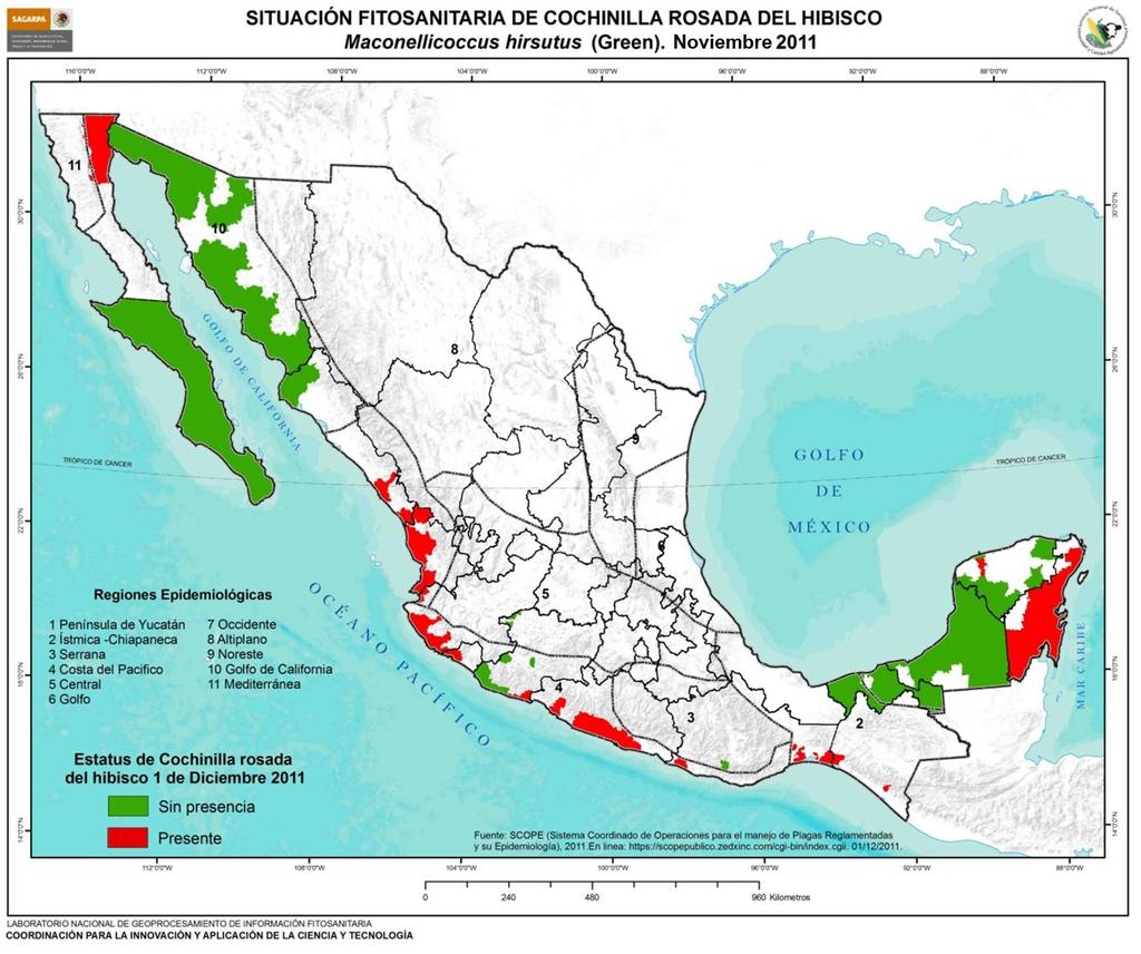 Situación Fitosanitaria La Cochinilla rosada del hibisco actualmente está presente en los estados de Baja California, Nayarit, Jalisco, Quintana Roo, Oaxaca, Guerrero, Chiapas, Colima y Sinaloa, en