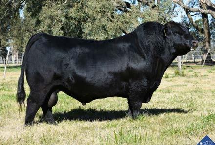 Su madre Blackcap May 4136, la vaca más rentable de la historia del Angus, con más de 9 millones de dólares producto de la venta de sus crías. Correcta, de buena estructura y gran calidad carnciera.