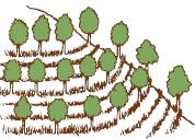 los árboles debe realizarse, de preferencia, en las zonas con pendiente (figura 7), se pueden fertilizar con abonos orgánicos.