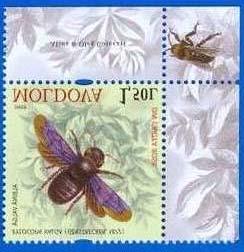 Hymenoptera : Apidae : Bombus