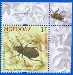 Hymenoptera : Apoidea : Xylocopa