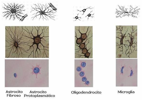 MACROGLIAS: Se denomina Macroglias al grupo de células de glia, constituido por los Astrocitos y los Oligodendrocitos. - Astrocitos: Son las neuroglias más grandes, su forma es estrellada.