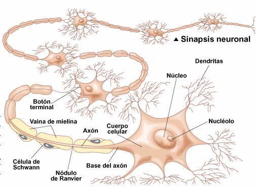 NEURONA Neurona es el nombre que se da a la célula nerviosa y a todas sus prolongaciones. Mide en término medio entre 4-125 micras.
