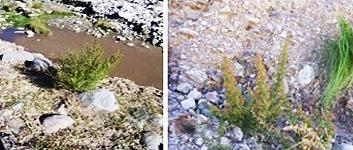 et Hook) Tronc., proveniente de El Mollar, Tafí del Valle, Tucumán, a) ejemplar herborizado; b) planta en su ambiente natural. Figura 2. a) Chenopodium mandonii Willd.