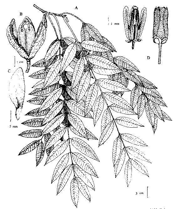 8 Flora del valle de Lerma caras, de 7-9 mm long. Filamentos estaminales glabros, unidos a la base del androginóforo, de 25-40 mm long.