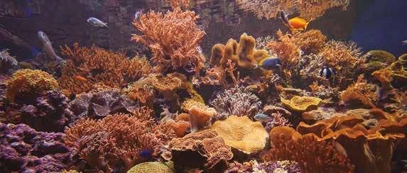 la vida que puebla los mares del mundo, reproduciendo en sus numerosos acuarios y con fidelidad los diversos ambientes marinos, donde conviven armoniosamente una gran variedad de peces, corales,