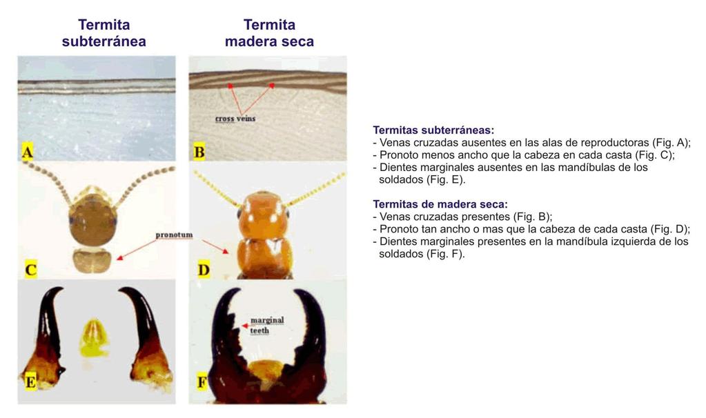 Diferencias entre termita