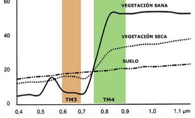 INDICES DE VEGETACIÓN Las plantas absorben radiación en las regiones visibles del espectro ( rojo) para