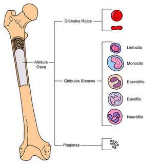 En el adulto la hematopoyesis acontece en la medula ósea roja de los huesos largos como el fémur y algunos huesos planos como las crestas iliacas.