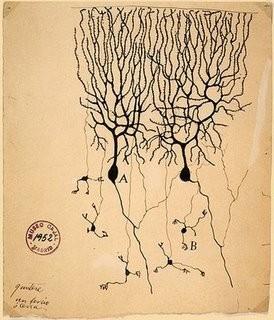 Les neurones
