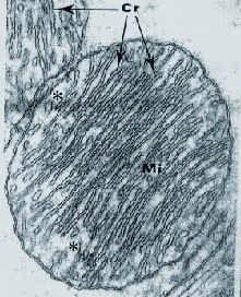 Mitocondris vistos