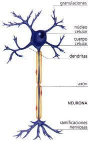 La neurona es divideix