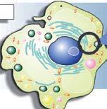 (glúcids, lípids, proteïnes i àcids nucleics)». a) Què són els bioelements?