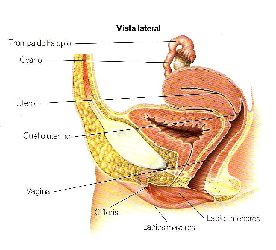 APARATO REPRODUCTOR FEMENINO (3) Las vías reproductoras son: 1. las TOMPAS DE FALOPIO. Las trompas se unen a los ovarios mediante el infundíbulo, mediante el cual recogen los óvulos.