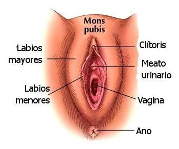 APARATO REPRODUCTOR FEMENINO (3) El conjunto de los órganos reproductores externos femeninos recibe el nombre de VULVA.
