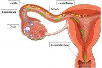 Cuando los espermatozoides rodean al óvulo, los acrosomas segregan una sustancia que separan las células acompañantes. Después, los espermatozoides se unen a la zona pelúcida.