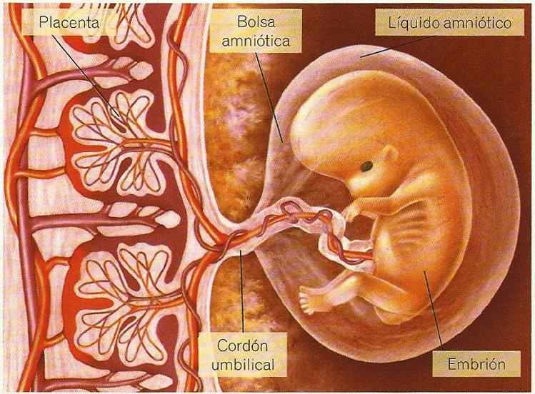 DESARROLLO EMBRIONARIO Cuando el cigoto llega al útero y anida pasa a denominarse embrión propiamente, y se desarrollan tres importantes estructuras: a) la PLACENTA.