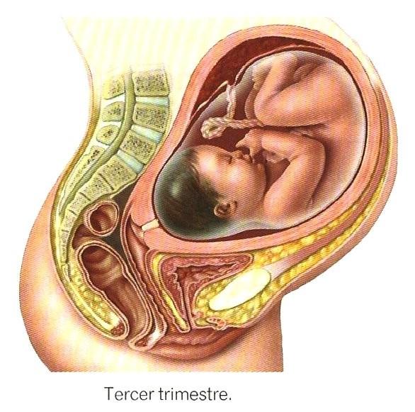 En el primer trimestre se forman los órganos externos e internos, el corazón comienza a latir y el embrión pasa a denominarse feto. Mide menos de 10 cm y pesa 50-80 g.